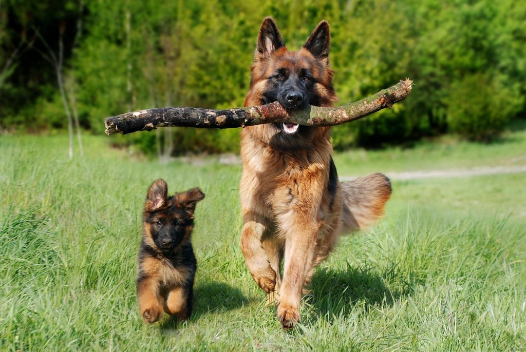 shepherd dog, dog, domestic animal, animal, nature, pet, dog puppy, baby dog, young and old, old german shepherd dog, puppy