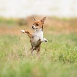 dog, pet, animal, domestic, canine, mammal, hybrid, meadow, grass, nature, to play, dog, dog, dog, dog, dog