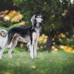 nature, dog, greyhound, saluki, pet, animal, love, loyal, colors, race, happy, the persian greyhound, purebred dog, pets, dog, dog, dog, dog, dog, greyhound, saluki