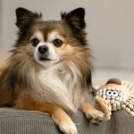 Adorable long-haired Chihuahua dog lying indoors next to a plush toy, looking relaxed.
