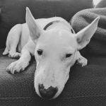 A cute English Bull Terrier lounging on a couch, captured in black and white.