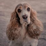 Close-up of a cute cocker spaniel puppy with expressive eyes looking at the camera.