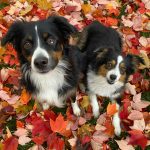 Two Australian Shepherd dogs sitting on vibrant autumn leaves, capturing the essence of fall.