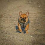 A playful French Bulldog wearing a jacket running on a sandy beach in Stamford, Connecticut.
